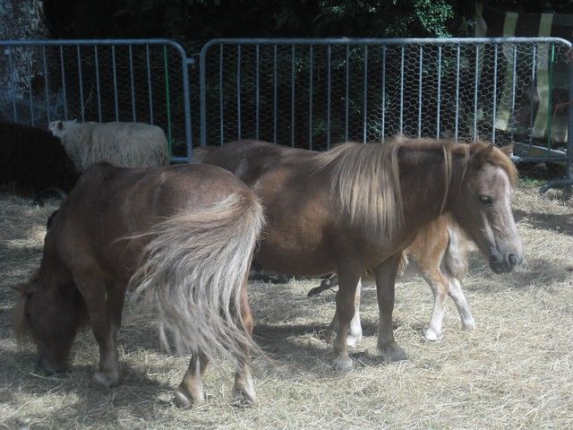 fete ane 2014 (62).jpg